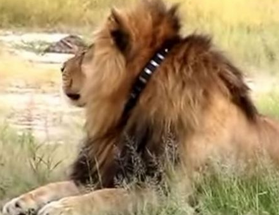 Cecil-the-Lion with a GPS collar
